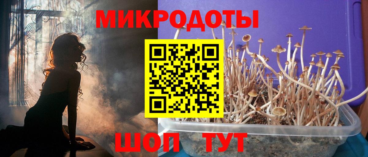 Псилоцибиновые грибы Psilocybine cubensis Апшеронск